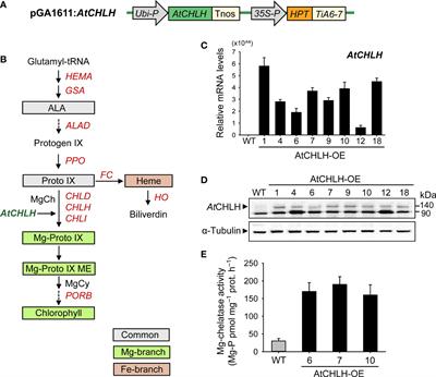Expression of the Arabidopsis Mg-chelatase H subunit alleviates iron deficiency-induced stress in transgenic rice